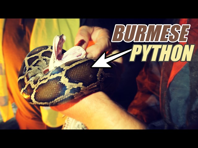 Catching MASSIVE INVASIVE SNAKES with Florida's PYTHON ELIMINATION CONTRACTORS