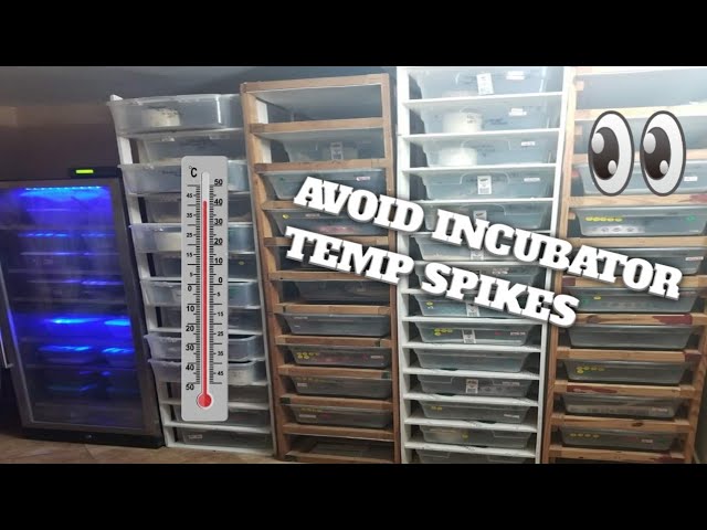Avoid Temp spikes in your Incubator, and more snake eggs!!