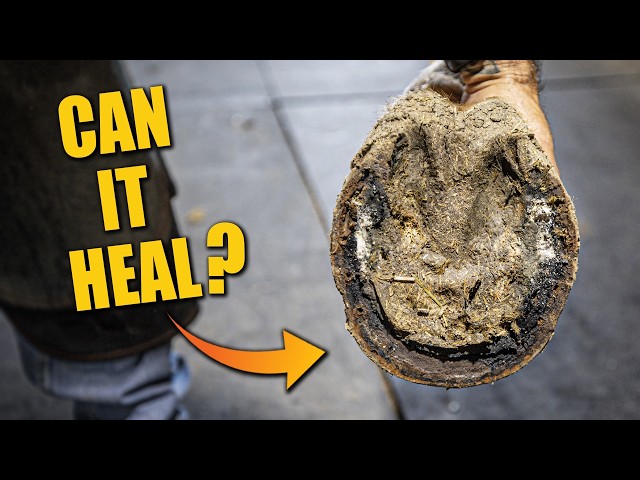Satisfying Full Horse Hoof Restoration | FARRIER ASMR