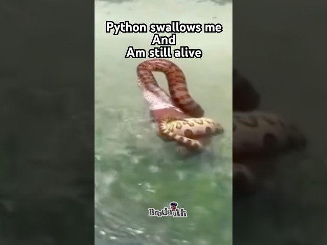 You wouldn’t believe I’m alive after the world biggest python swallowed me