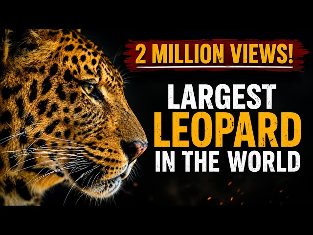 Largest Leopard in the World