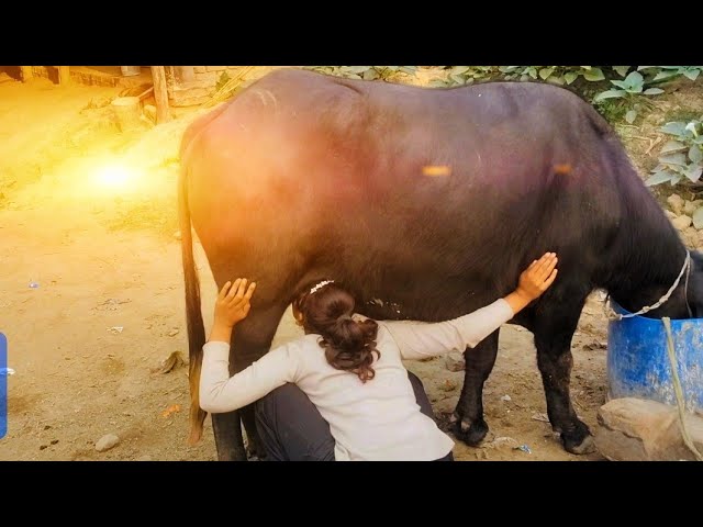 #caw #caw #caw #caw #caw #caw #caw #caw #caw #caw #caw #caw #cae #milkingmachineincoimbatore 