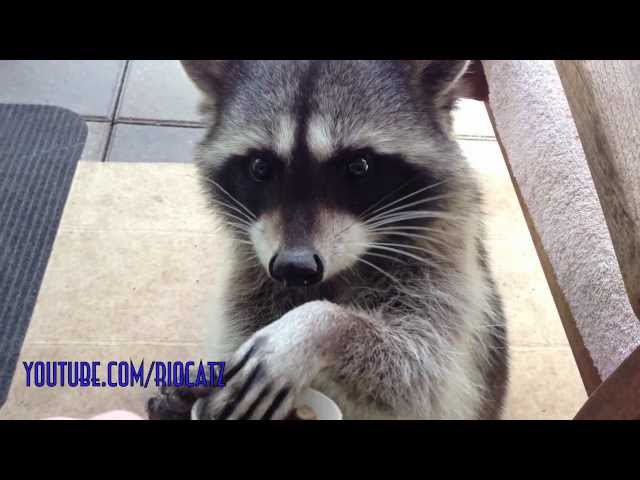 Fred the Friendly Raccoon - Part 2