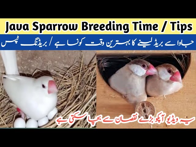 Best Time for Java Breeding | Java breeding Season | Java Breeding Tips | Java Finch breeding time