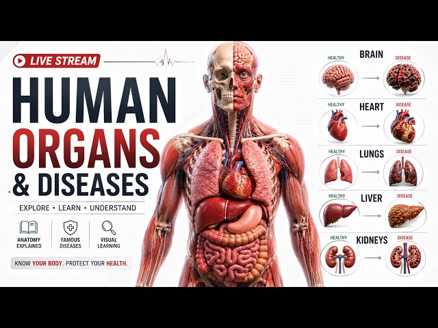 🫁 Human Body Organs & Diseases | Complete Medical Anatomy LIVE