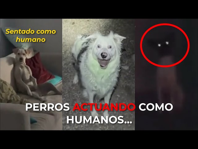 ANIMALS AND SKINWALKERS ACTING LIKE HUMANS