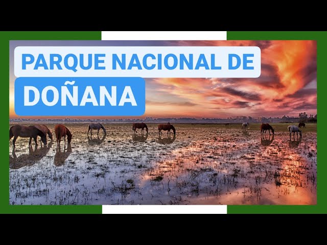 GUÍA COMPLETA ▶ PARQUE NACIONAL DE DOÑANA (ESPAÑA) 🇪🇸 🌏 Turismo y viajes a ANDALUCÍA