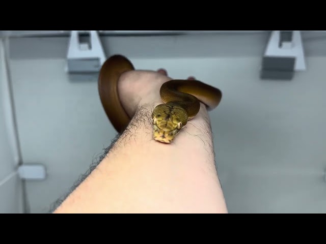 8/15/26 Orange Ghost Stripe Golden Child Female Reticulated Python 