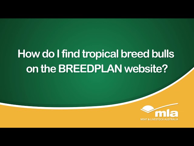 How do I find tropical breed bulls on the BREEDPLAN website?