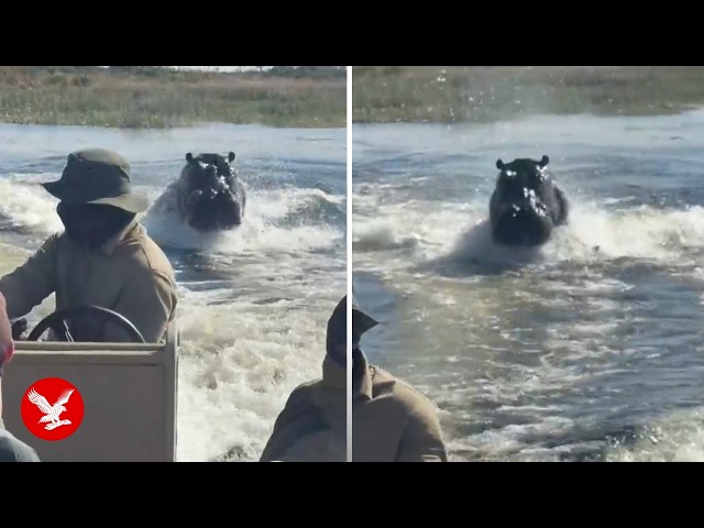 Hippo charges after tour boat in Botswana