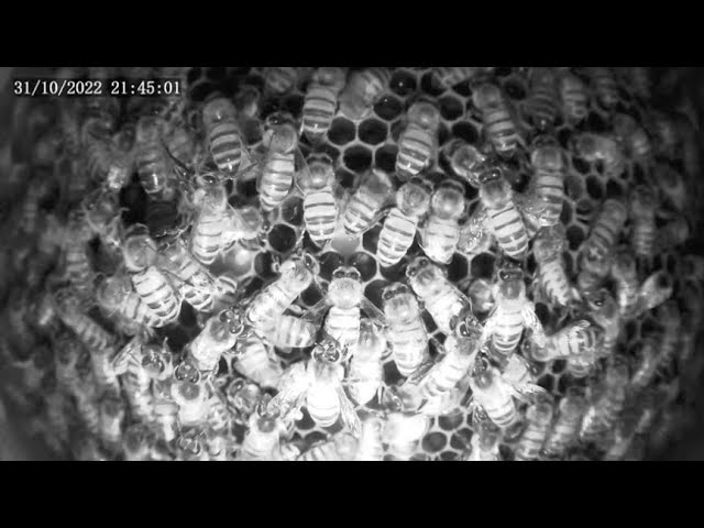 Bee In Ossola - Arnia cittadina - Interno