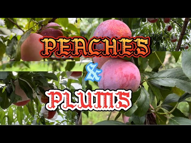 PEACHES 🍑 AND PLUMS(READY TO HARVEST)//SKY A-TO CHANNEL #peach #plum