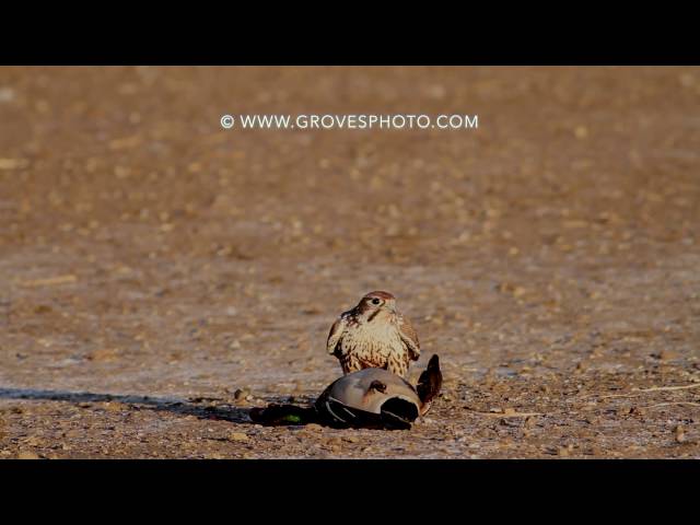 Prairie Falcon takes out a drake mallard