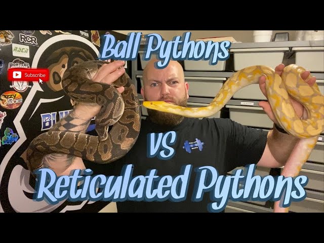 Ball Pythons VS Reticulated Pythons!