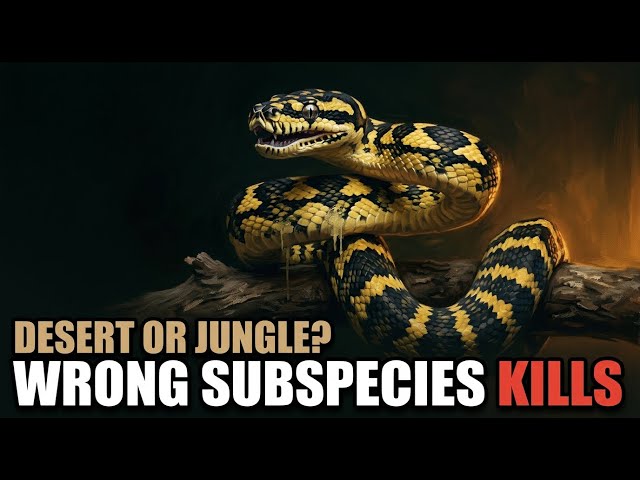 Desert or Jungle? The Subspecies Trap Killing Carpet Pythons