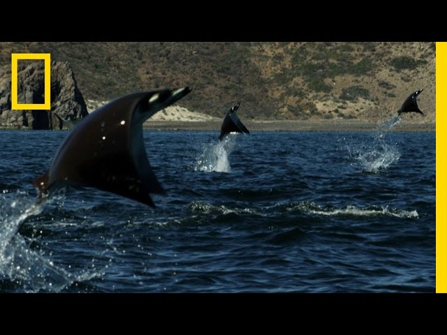 Gigantic School of Rays | Untamed Americas