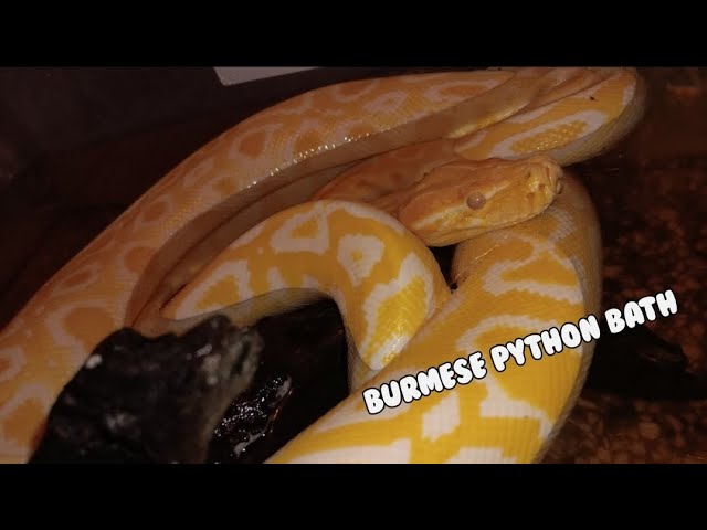 Burmese python bath!