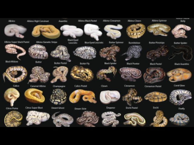 Ball Python Keeper What To Do When You're Sick