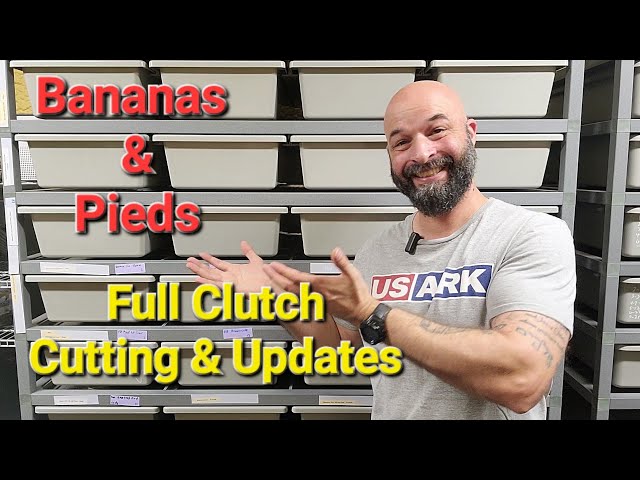 Ball Pythons Hatching! Bananas & Pieds are Everyone's Favorites! Clutch Cutting and Updates