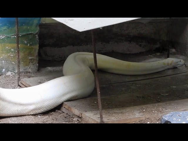 Huge Albino Burmese Python snake