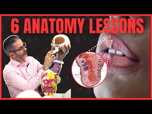 Top 6 Aesthetics Anatomy Lessons
