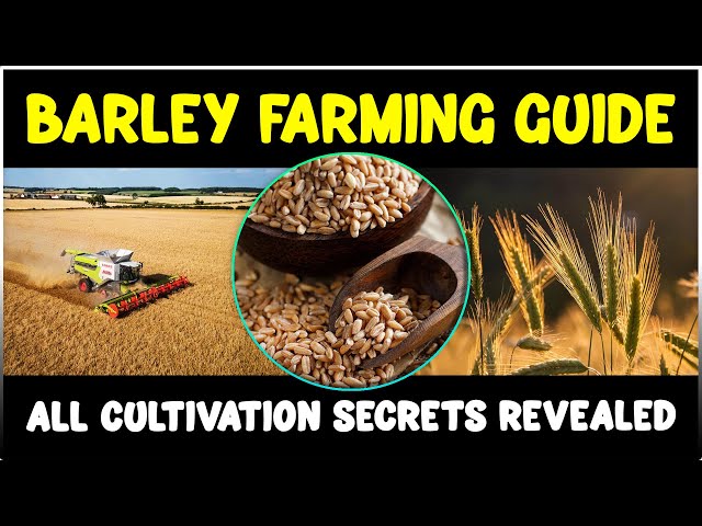 Barley Farming: Cultivation Secrets Revealed