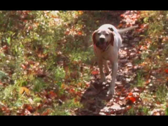 Tennessee Wilderness | Pew & This American Land