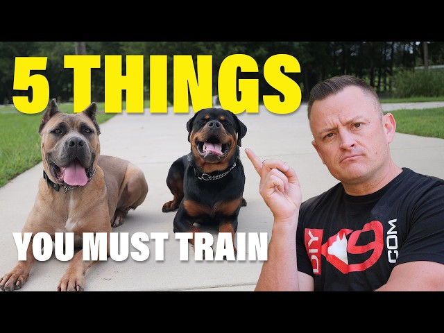 Stop Everything: Your Dog Needs These 5 Commands Now!