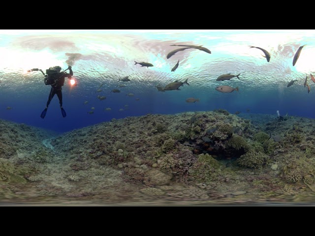 360bubble DEEP - Whitetip Shark
