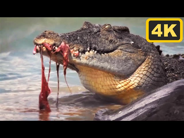 The Life of a Crocodile | Boss Croc | 4K Documentary