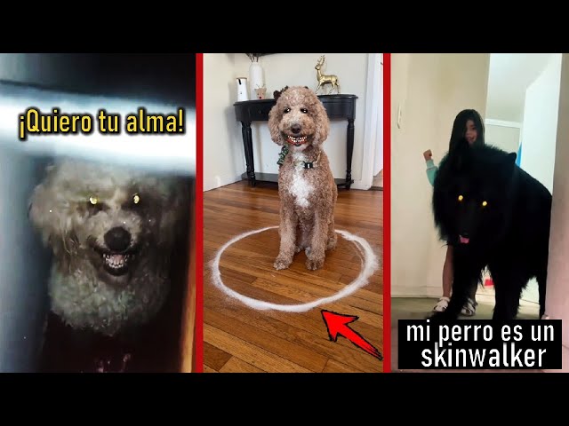 10 Skinwalkers & Animals Acting Strangely Caught on Camera