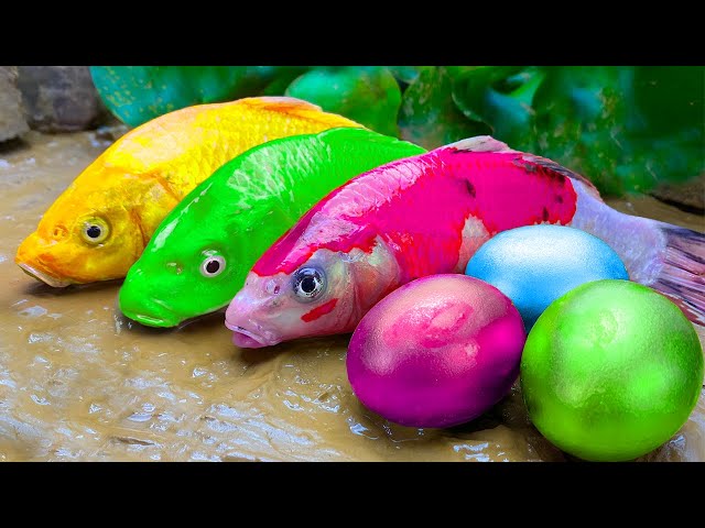 Catch Stranger Freshwater Aquarium Fish In Giant Colorful Egg:개구리, 장어, 금붕어, 메기