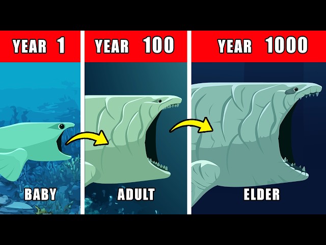 1000 Years of Bloop Life Documentary: How the Bloop Might Have Lived