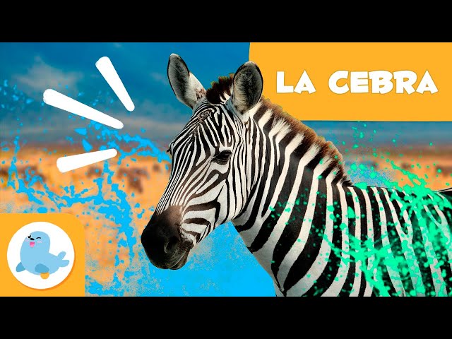 LA CEBRA 🦓 Animales para niños 🍃 Episodio 16