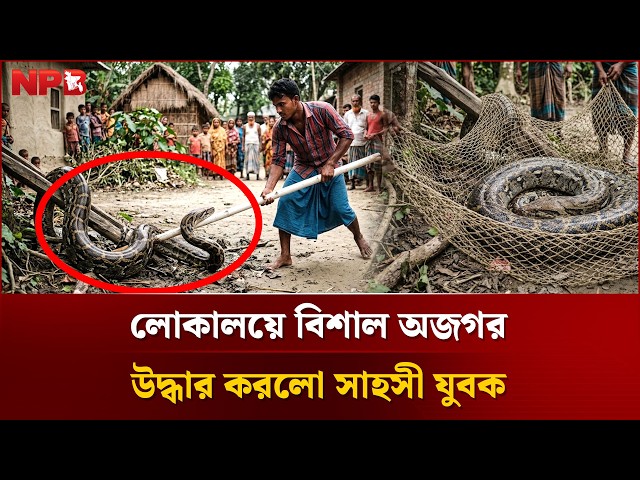 লোকালয়ে বিশাল অজগর, উদ্ধার করলো সাহসী যুবক | Python | Snake Rescue | NPB News