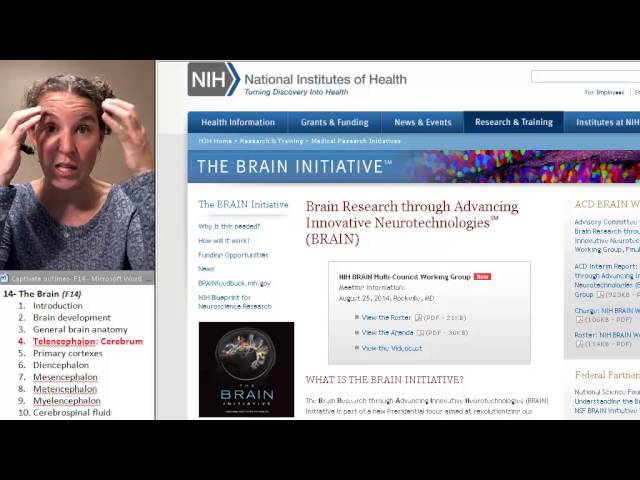 Brain 4- Telencephalon