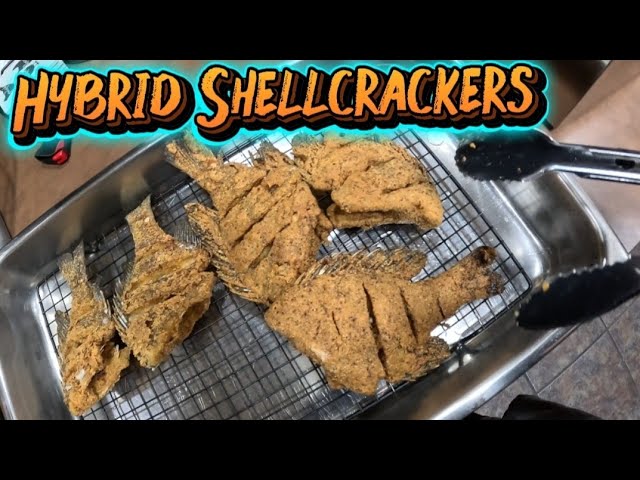 Hybrid ShellCrackers *Catch Clean and Cook*  Fried Hard 