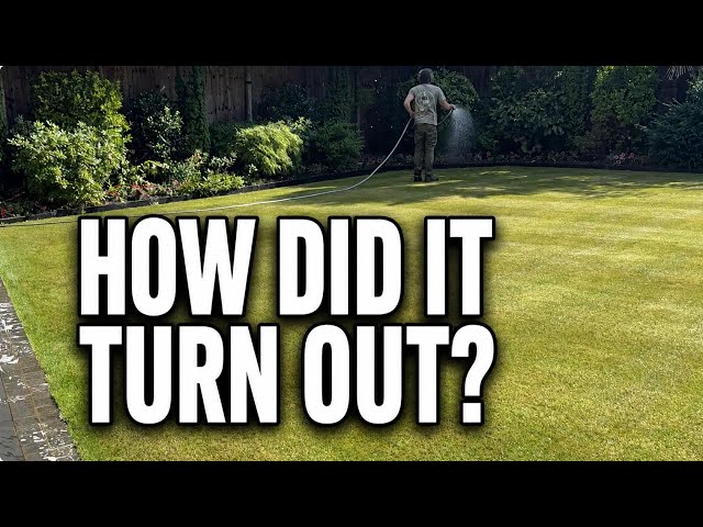17 Days On From Major Lawn Works, How Did It Do?