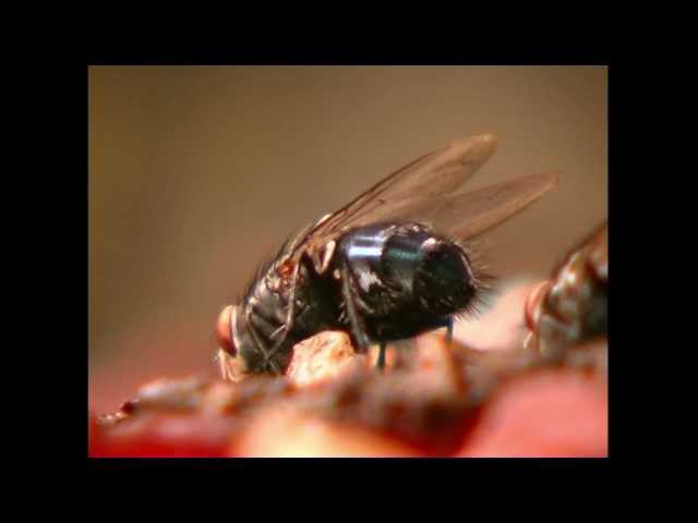 La mouche bleue
