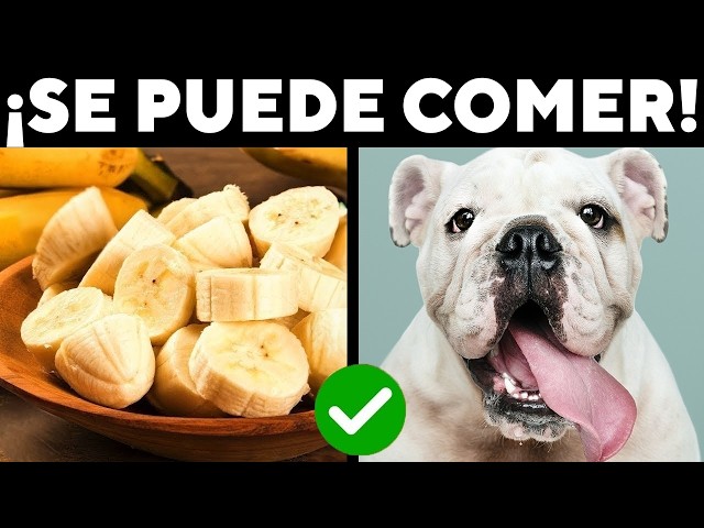 15 FOODS from your table that you MUST give your dog!