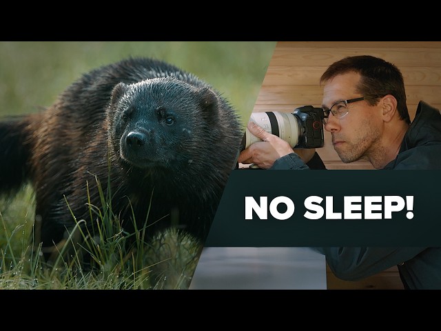 Wildlife Filming | Nights in the Hide, Days on a Client Shoot