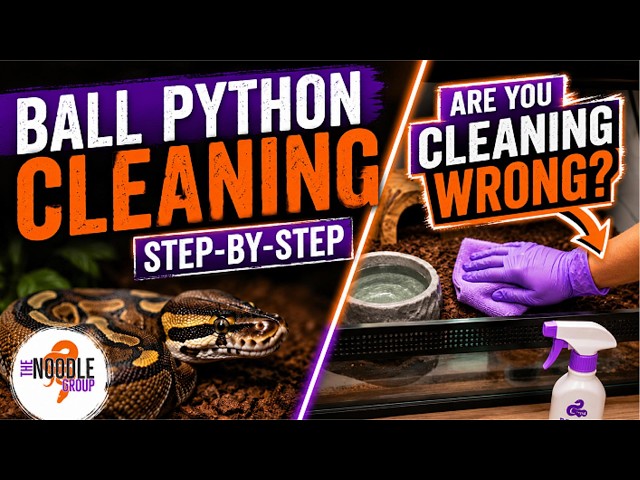 How to Clean a Ball Python Enclosure | Cleaning & Sanitation Routine