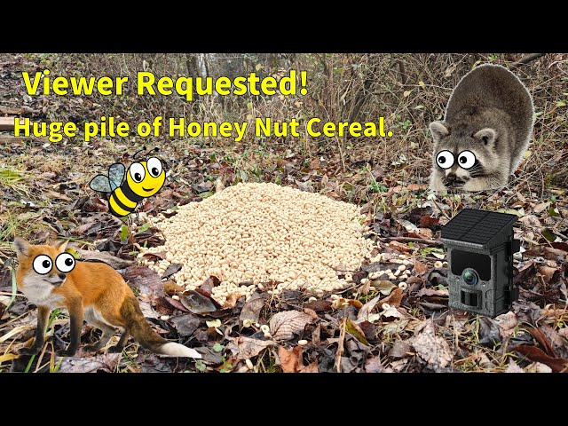 I Caught WILD Animals Going CRAZY for Honey Nut Cheerios