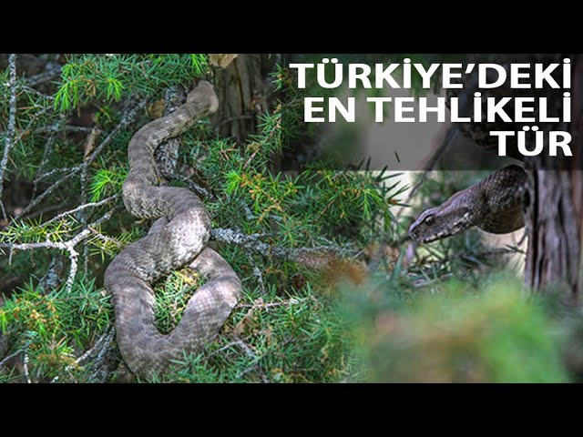 Beware of the 'Big Viper'