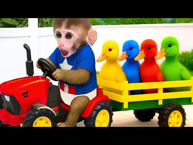 The little monkey takes care of his ducklings and encounters a rainbow popcorn rain