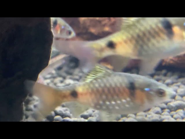 My dwarf red tailed peacock eel