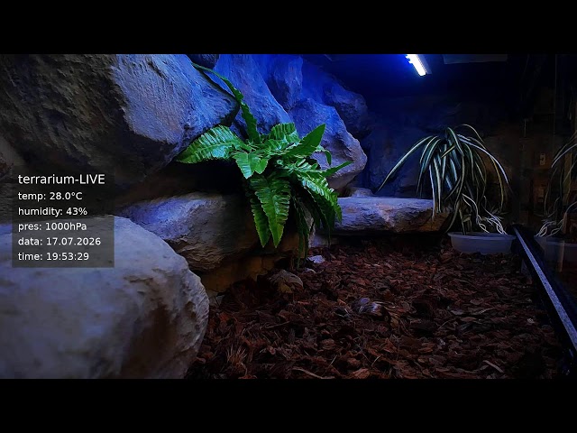 terrarium-LIVE 🔴 17/07/2026 🐍 Ball Python Regius Snake