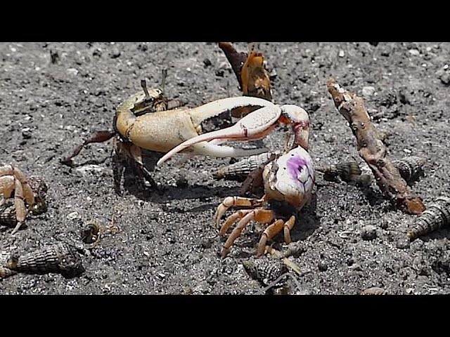 FIDDLER CRABS FIGHT CLAW TO CLAW