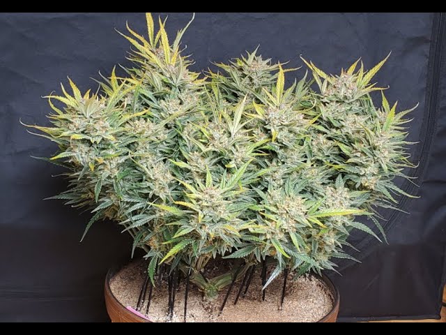 Timelapse of Girl Scout Cookies(2) Autoflower from Fastbuds Genetics! Spiderfarmer SF4000 - 3x3 Tent