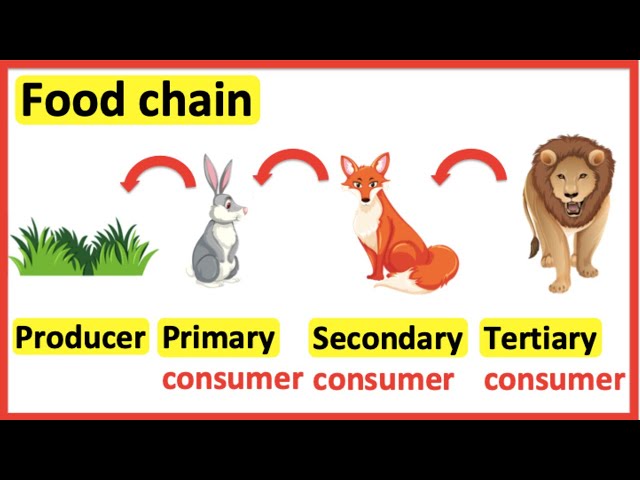 Food chains | Producer, primary consumer, secondary consumer, tertiary consumer
